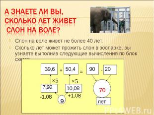Слон на воле живет не более 40 лет. Сколько лет может прожить слон в зоопарке, в