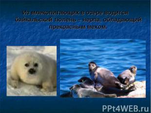 Из млекопитающих в озере водится байкальский тюлень – нерпа, обладающий прекрасн