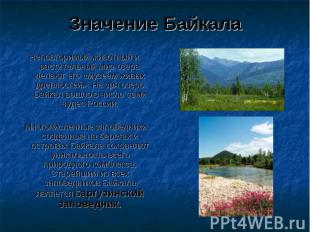 Значение Байкала Неповторимый животный и растительный мир озера делают его «музе