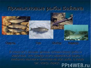 Промысловые рыбы Байкала Омуль Сиг Осётр Хариус В озере есть весьма ценные промы