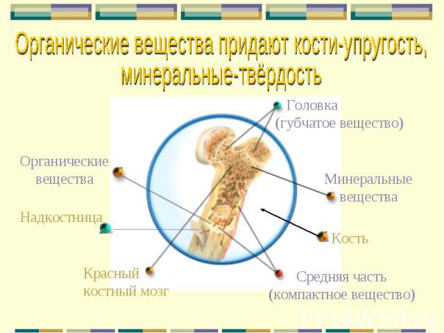 Кость Головка (губчатое вещество) Красный костный мозг Средняя часть (компактное вещество) Минеральные вещества Органические вещества Надкостница