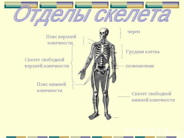 череп Пояс верхней конечности Скелет свободной нижней конечности Скелет свободной верхней конечности позвоночник Пояс нижней конечности Грудная клетка