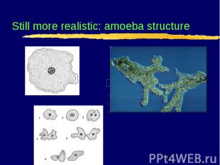 Still more realistic: amoeba structure