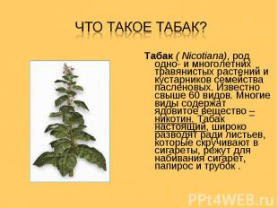 Табак ( Nicotiana), род одно- и многолетних травянистых растений и кустарников с