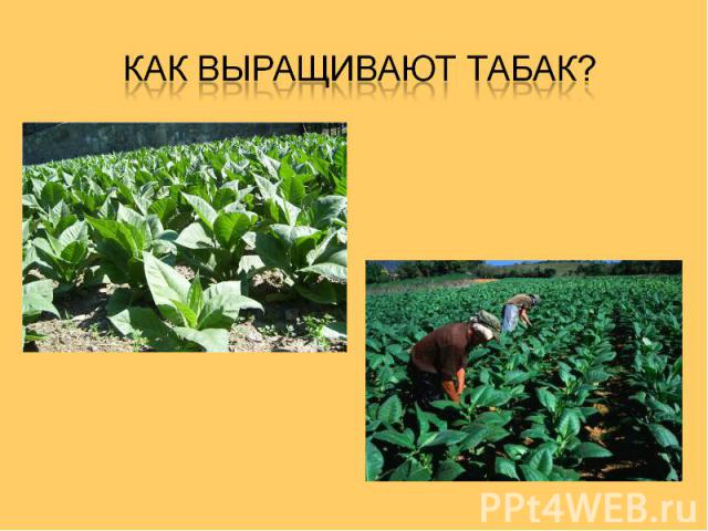 Как выращивают табак?