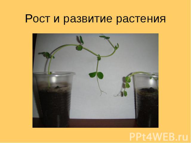 Рост и развитие растения