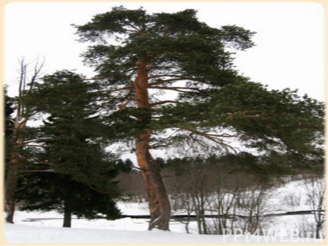 Название какого очень распространённого дерева состоит из четырёх предлогов?