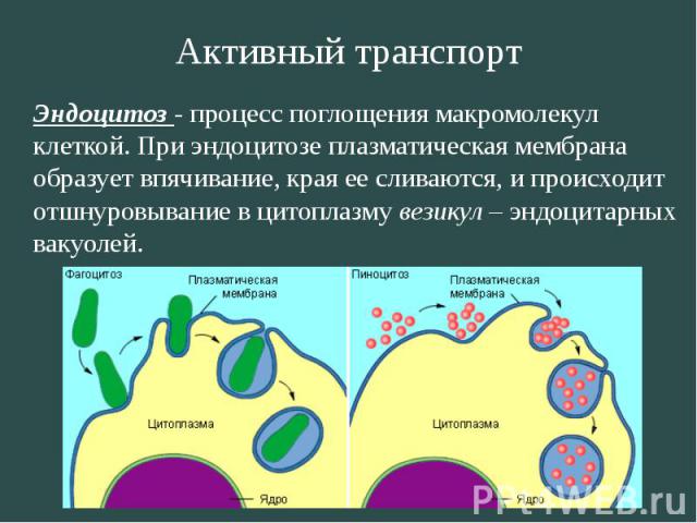 Активный транспорт Эндоцитоз - процесс поглощения макромолекул клеткой. При эндоцитозе плазматическая мембрана образует впячивание, края ее сливаются, и происходит отшнуровывание в цитоплазму везикул – эндоцитарных вакуолей.