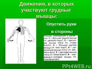Движения, в которых участвуют грудные мышцы: Опустить руки в стороны