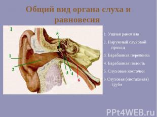 Общий вид органа слуха и равновесия 1. Ушная раковина 2. Наружный слуховой прохо