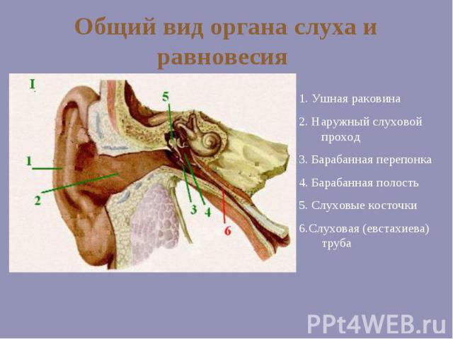 Общий вид органа слуха и равновесия 1. Ушная раковина 2. Наружный слуховой проход 3. Барабанная перепонка 4. Барабанная полость 5. Слуховые косточки 6.Слуховая (евстахиева) труба