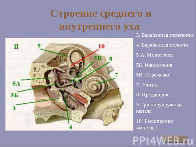 Строение среднего и внутреннего уха 3. Барабанная перепонка 4. Барабанная полость 5 А. Молоточек 5Б. Наковальня 5В. Стремечко 7. Улитка 8. Преддверие 9.Три полукружных канала 10. Расширения (ампулы)