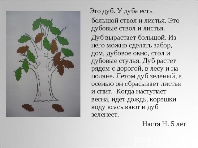 Это дуб. У дуба есть большой ствол и листья. Это дубовые ствол и листья. Дуб вырастает большой. Из него можно сделать забор, дом, дубовое окно, стол и дубовые стулья. Дуб растет рядом с дорогой, в лесу и на поляне. Летом дуб зеленый, а осенью он сбр…