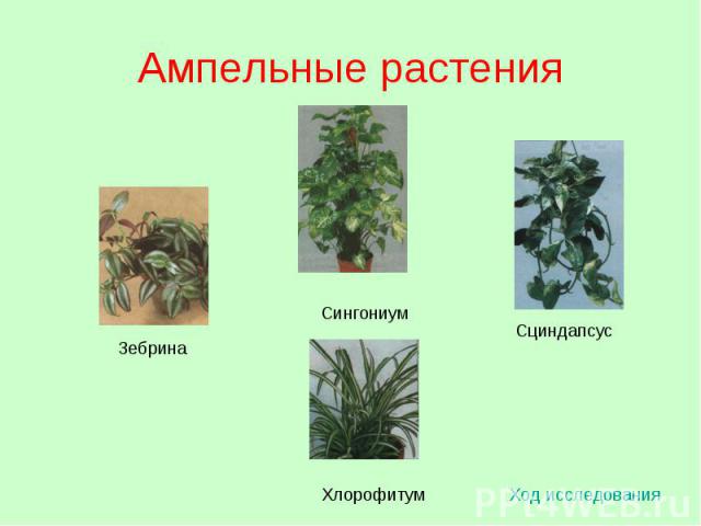 Ампельные растения Ход исследования Зебрина Сциндапсус Сингониум Хлорофитум