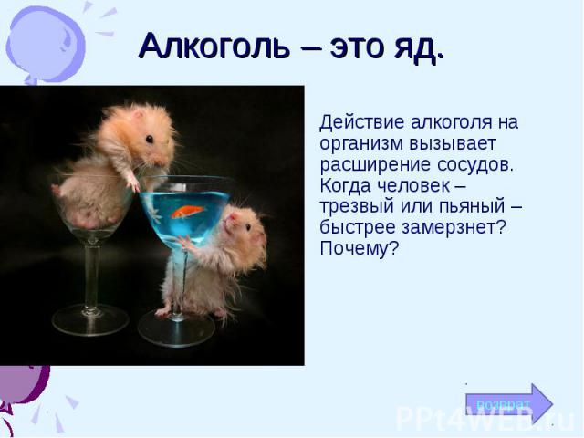 Алкоголь – это яд.Действие алкоголя на организм вызывает расширение сосудов. Когда человек – трезвый или пьяный – быстрее замерзнет? Почему?