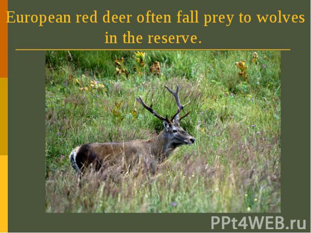 European red deer often fall prey to wolves in the reserve.