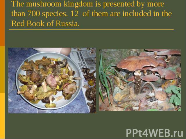 The mushroom kingdom is presented by more than 700 species. 12 of them are included in the Red Book of Russia.