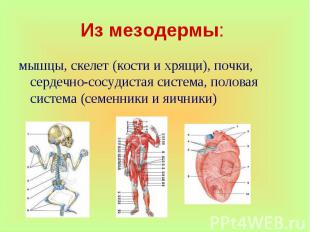 мышцы, скелет (кости и хрящи), почки, сердечно-сосудистая система, половая систе