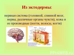 нервная система (головной, спинной мозг, нервы, различные органы чувств), кожа и