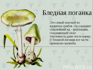 Это самый опасный из ядовитых грибов. Он содержит сильнейший яд – фаллоидин, сох