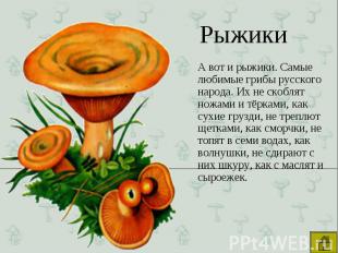 А вот и рыжики. Самые любимые грибы русского народа. Их не скоблят ножами и тёрк