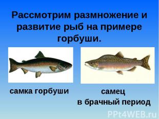 Рассмотрим размножение и развитие рыб на примере горбуши.самка горбуши