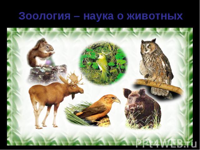 Зоология – наука о животных