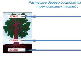 Растущее дерево состоит из трех основных частей :