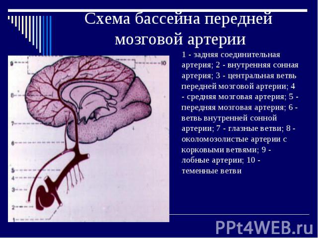 Схема бассейна передней мозговой артерии 1 - задняя соединительная артерия; 2 - внутренняя сонная артерия; 3 - центральная ветвь передней мозговой артерии; 4 - средняя мозговая артерия; 5 - передняя мозговая артерия; 6 - ветвь внутренней сонной арте…