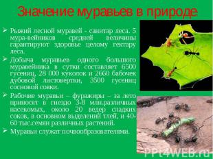 Значение муравьев в природе: Рыжий лесной муравей - санитар леса. 5 мура-вейнико