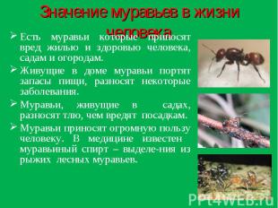 Значение муравьев в жизни человека: Есть муравьи которые приносят вред жилью и з