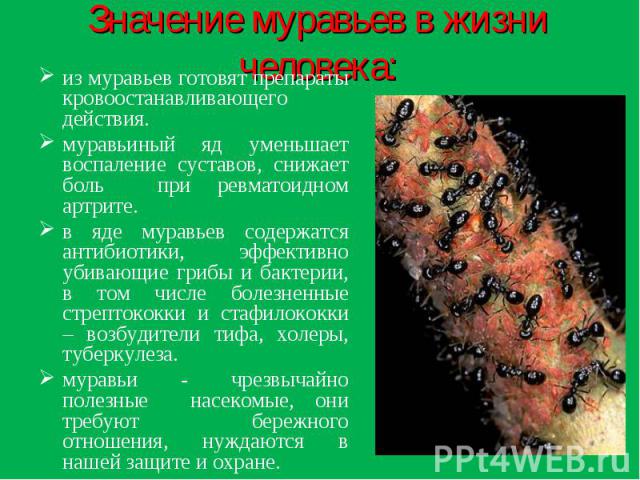 Значение муравьев в жизни человека: из муравьев готовят препараты кровоостанавливающего действия.муравьиный яд уменьшает воспаление суставов, снижает боль при ревматоидном артрите.в яде муравьев содержатся антибиотики, эффективно убивающие грибы и б…