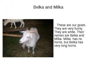 Belka and Milka These are our goats. They are very funny. They are white. Their