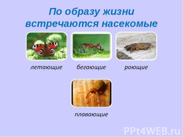 По образу жизни встречаются насекомые