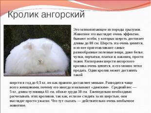 Кролик ангорский Это млекопитающее из породы грызунов. Животное это выглядит оче