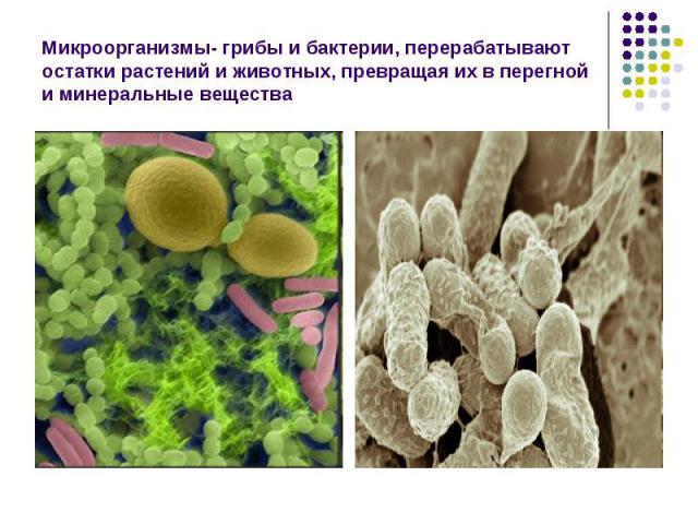 Микроорганизмы- грибы и бактерии, перерабатывают остатки растений и животных, превращая их в перегной и минеральные вещества