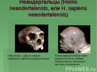 Неандертальцы (Homo neandertalensis, или H. sapiens neandertalensis) Гибралтар 1