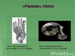 «Ранние» Homo Стопа "Человека умелого" Homo habilis OH 8 из Олдувая;Череп "Челов