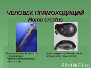 ЧЕЛОВЕК ПРЯМОХОДЯЩИЙHomo erectus Бедренная кость Триниль 1 – первая находка "Чел