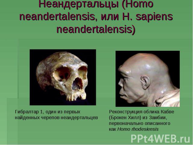 Неандертальцы (Homo neandertalensis, или H. sapiens neandertalensis) Гибралтар 1, один из первыхнайденных черепов неандертальцев Реконструкция облика Кабве (Брокен Хилл) из Замбии,первоначально описанного как Homo rhodesiensis