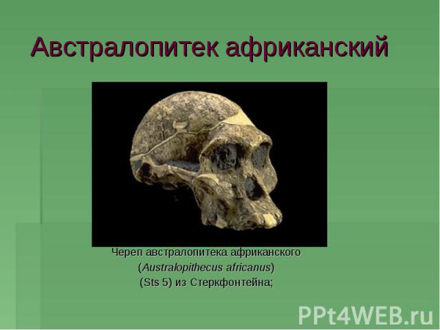 Австралопитек африканский Череп австралопитека африканского (Australopithecus africanus) (Sts 5) из Стеркфонтейна;