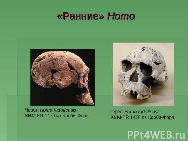 «Ранние» Homo Череп Homo rudolfensis KNM-ER 1470 из Кооби-ФораЧереп Homo rudolfensis KNM-ER 1470 из Кооби-Фора