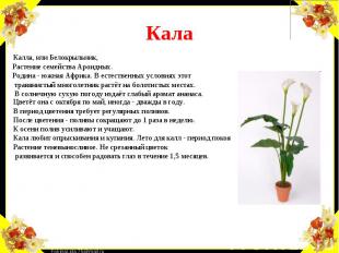Кала Калла, или Белокрыльник, Растение семейства Ароидных. Родина - южная Африка