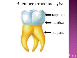 Внешнее строение зуба коронкашейкакорень