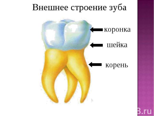 Внешнее строение зуба коронкашейкакорень