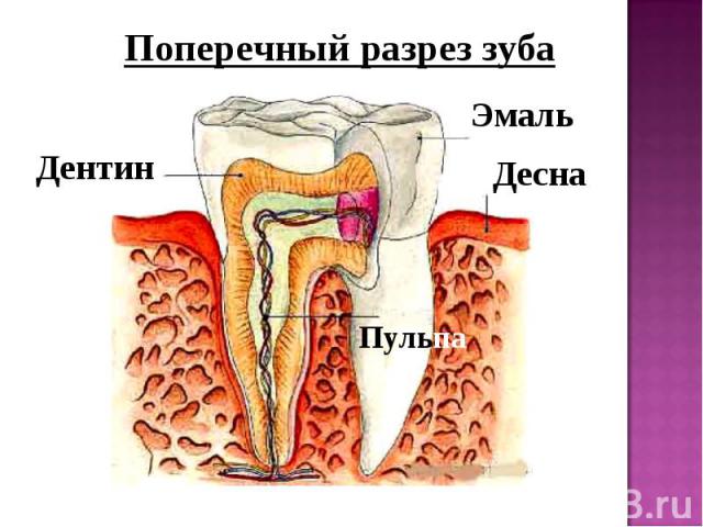 Поперечный разрез зуба ДентинЭмальДеснаПульпа
