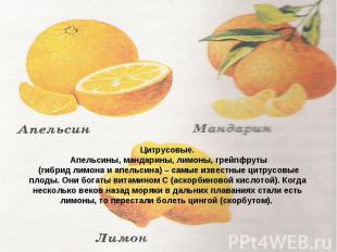 Цитрусовые. Апельсины, мандарины, лимоны, грейпфруты (гибрид лимона и апельсина)