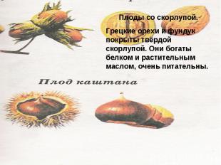 Плоды со скорлупой.Грецкие орехи и фундук покрыты твёрдой скорлупой. Они богаты