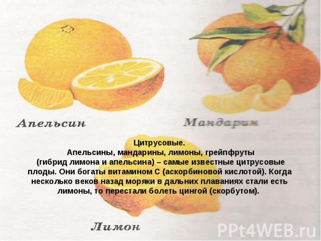 Цитрусовые. Апельсины, мандарины, лимоны, грейпфруты (гибрид лимона и апельсина) – самые известные цитрусовые плоды. Они богаты витамином С (аскорбиновой кислотой). Когда несколько веков назад моряки в дальних плаваниях стали есть лимоны, то переста…