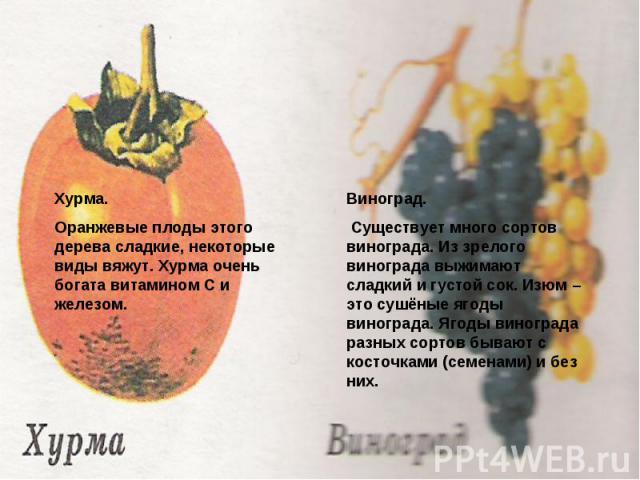 Хурма.Оранжевые плоды этого дерева сладкие, некоторые виды вяжут. Хурма очень богата витамином С и железом.Виноград. Существует много сортов винограда. Из зрелого винограда выжимают сладкий и густой сок. Изюм – это сушёные ягоды винограда. Ягоды вин…